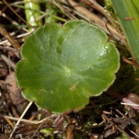 Marsh Pennywort